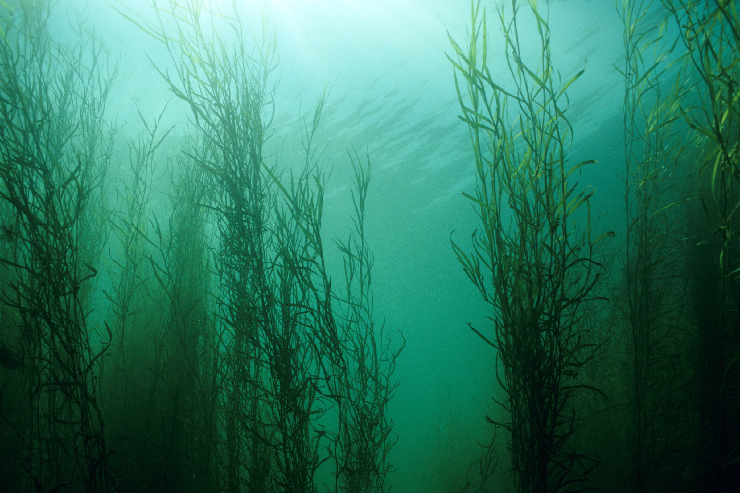 Underwater Seaweed.jpeg__PID:8bd34033-5d9b-4bd5-9598-bff380107ade